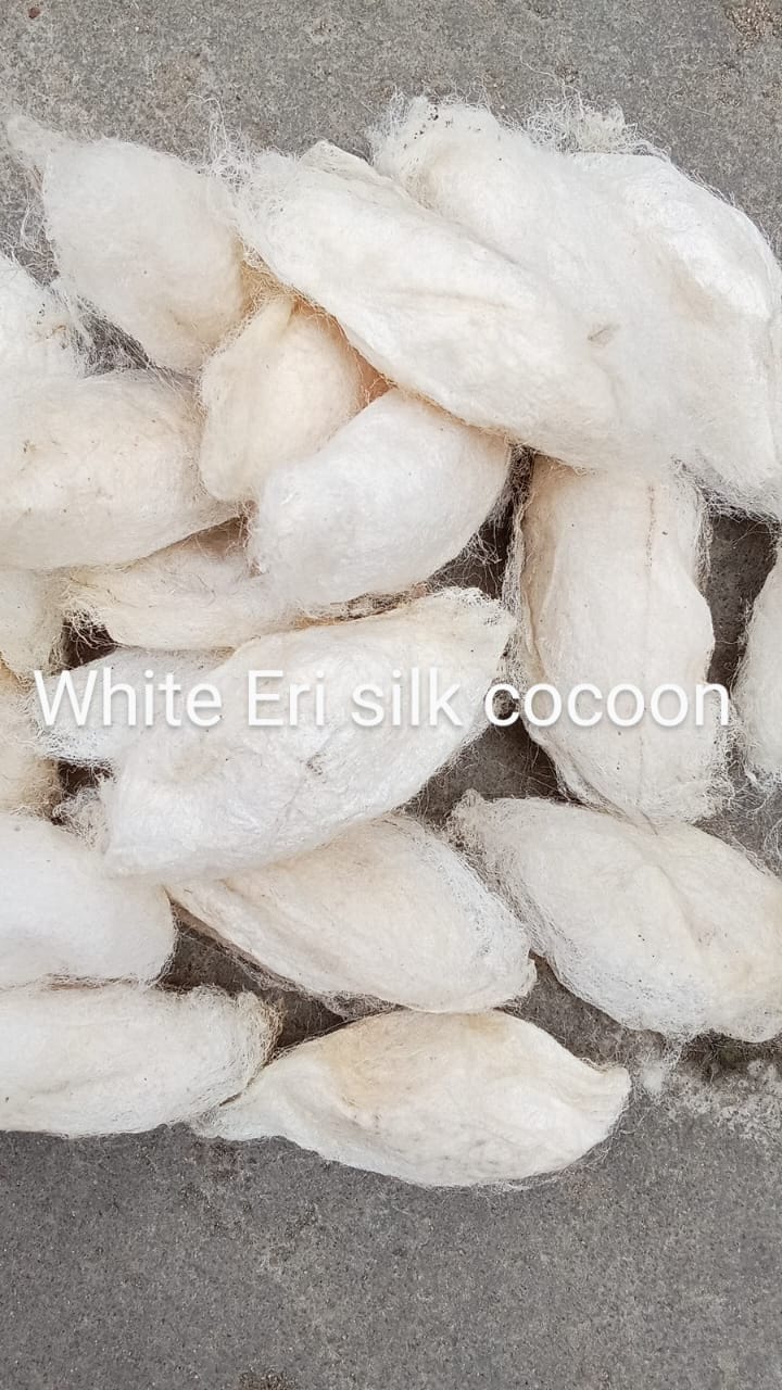 White Eri Silk Cocoon